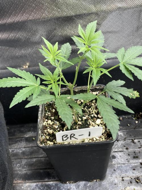 Black Rainbow (LIT Farms). Week 8