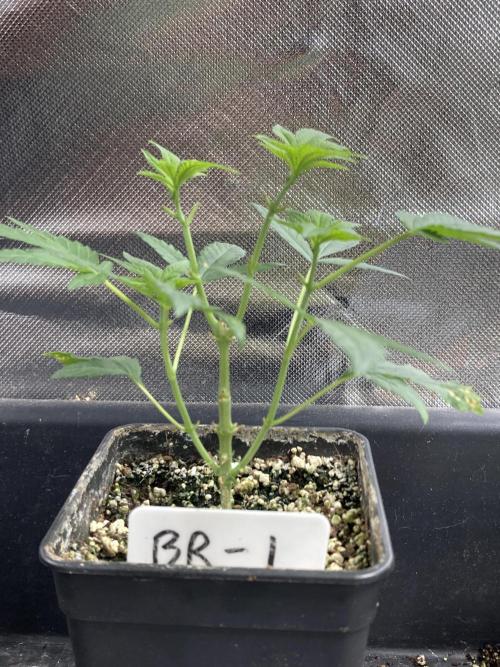 Black Rainbow (LIT Farms). Week 8