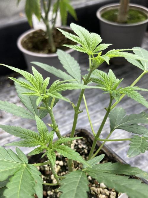 Black Rainbow (LIT Farms). Week 8