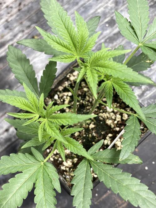 Black Rainbow. Week 8