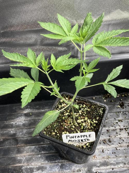 Pineapple Mojito S1. Week 5