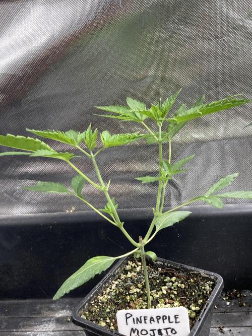 Pineapple Mojito S1. Week 5