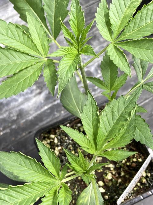 Pineapple Mojito S1. Week 5