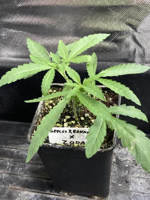Apples & Bananas x Zoda (Umami Seed Co). Week 5