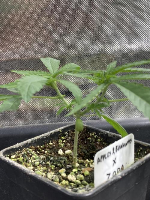 Apples & Bananas x Zoda (Umami Seed Co). Week 5