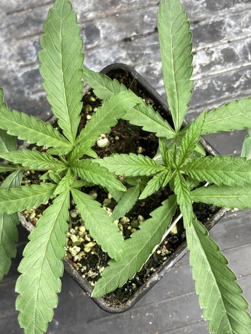 Apples & Bananas x Zoda (Umami Seed Co). Week 5