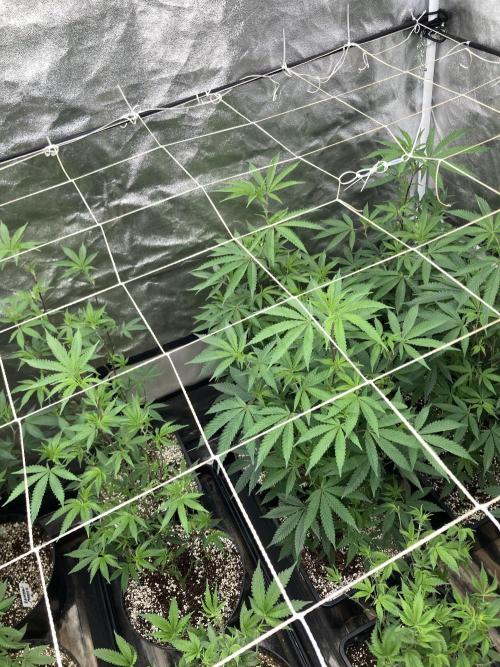 Zoy Sauce Clones (my Cut). Week 1