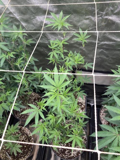 Zoy Sauce Clones (my Cut). Week 1