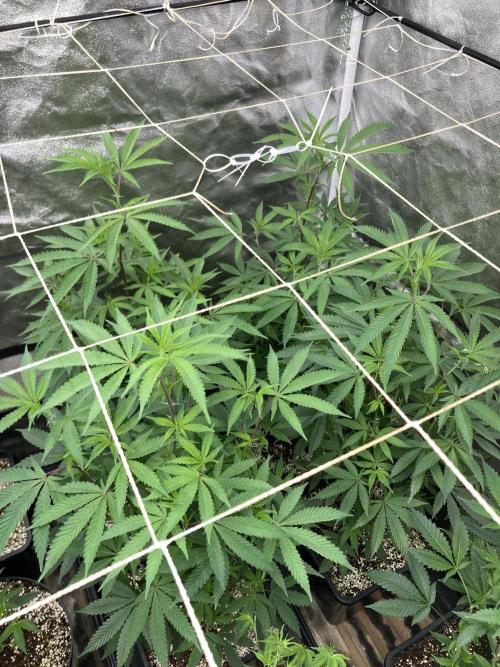 Zoy Sauce Clones (my Cut). Week 1