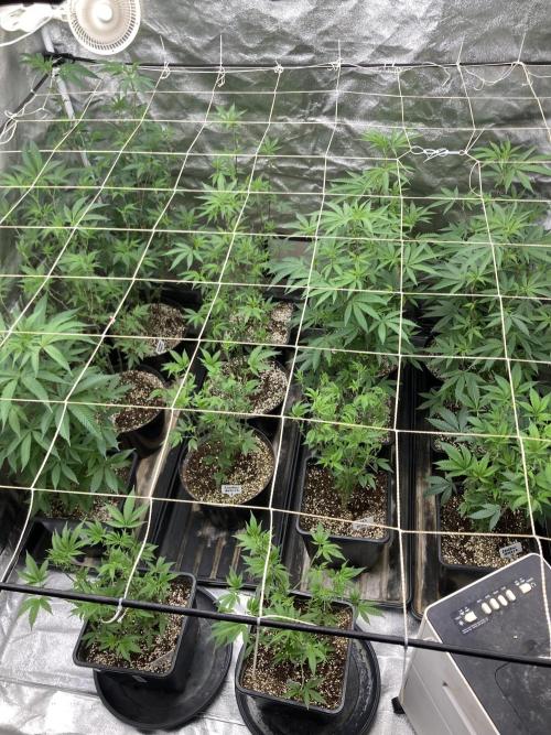Zoy Sauce Clones (my Cut). Week 1