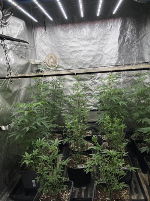 Zoy Sauce Clones (my Cut). Week 1