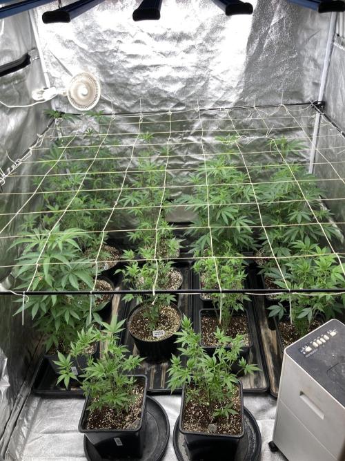 Rainbow Marker Clones (Lit Farms). Week 1