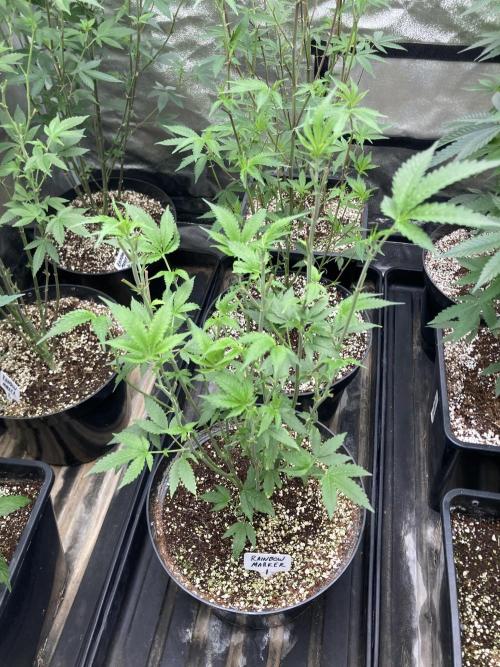 Rainbow Marker Clones (Lit Farms). Week 1