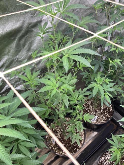 Rainbow Marker Clones (Lit Farms). Week 1