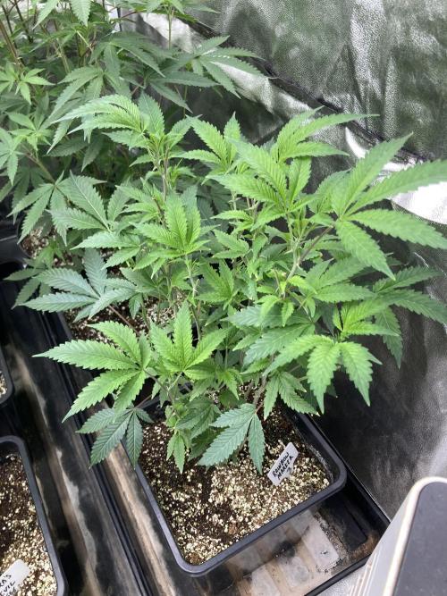 Rainbow Marker Clones (Lit Farms). Week 1