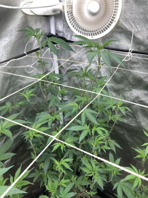 Rainbow Marker Clones (Lit Farms). Week 1