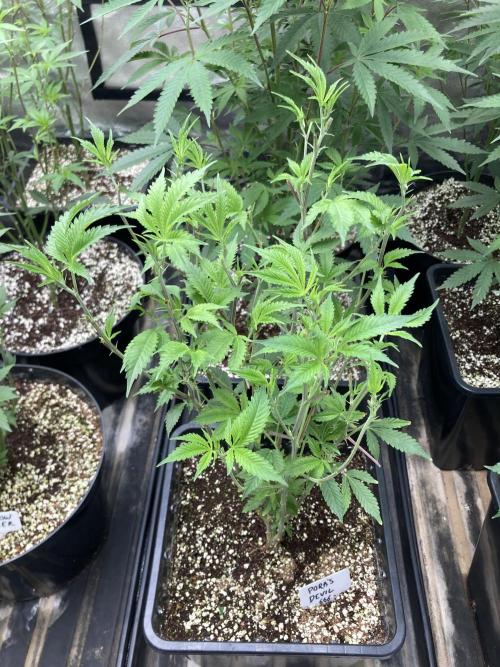 Rainbow Marker Clones (Lit Farms). Week 1