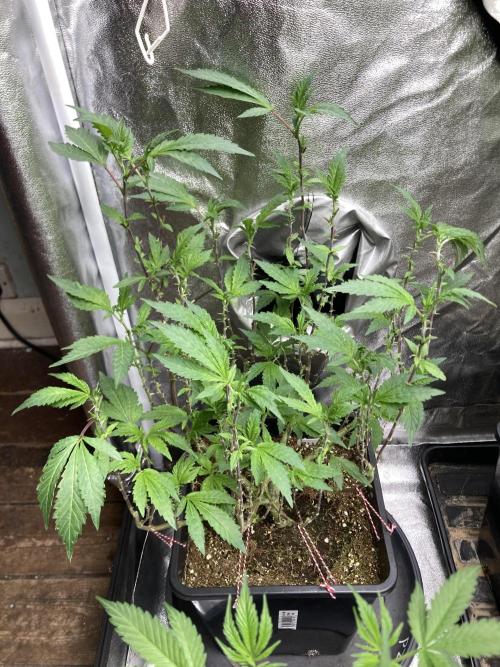 Chrome Dome Clone (Compound Genetics). Week 1
