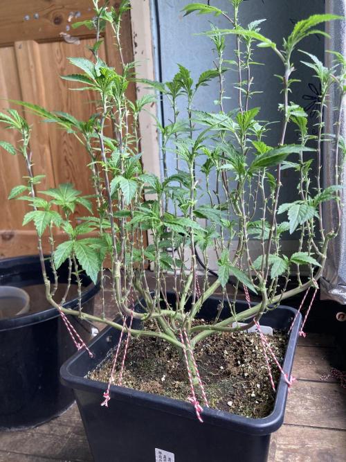 Chrome Dome Clone (Compound Genetics). Week 1