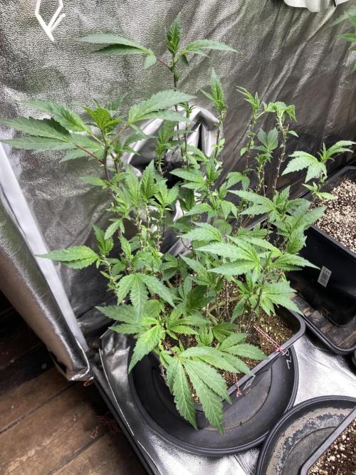 Chrome Dome Clone (Compound Genetics). Week 1