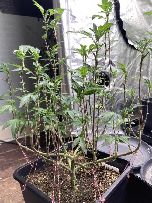 Chrome Dome Clone (Compound Genetics). Week 1
