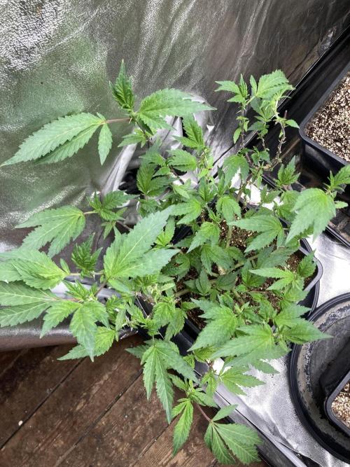 Chrome Dome Clone (Compound Genetics). Week 1