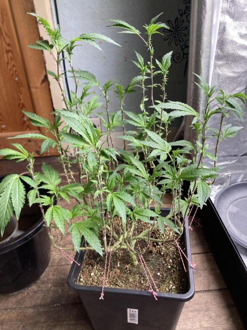 Chrome Dome Clone (Compound Genetics). Week 1