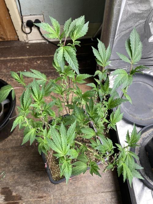 Chrome Dome Clone (Compound Genetics). Week 1