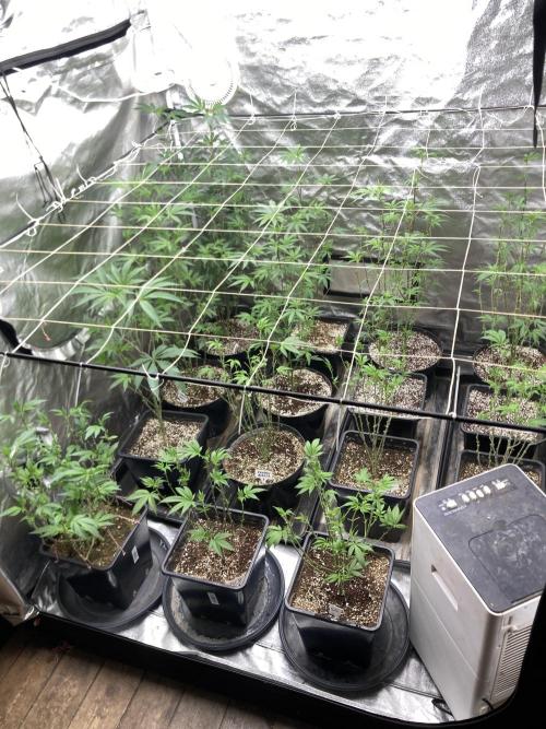 Chrome Dome Clone (Compound Genetics). Week 1