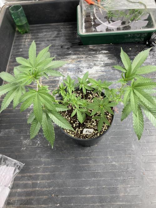 Do-lato V2 (In House Genetics). Week 9