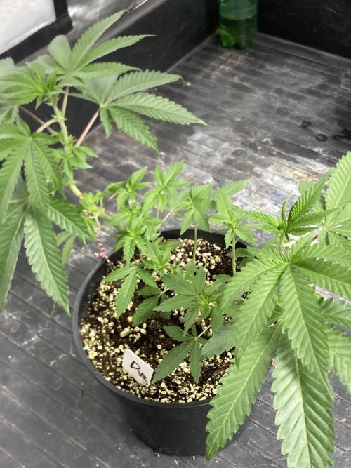 Do-lato V2 (In House Genetics). Week 9