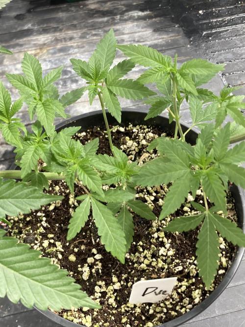 Do-lato V2 (In House Genetics). Week 9