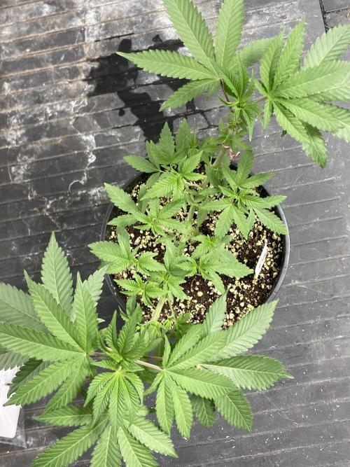 TSW2000 Full Spectrum 300W LED. Week 9