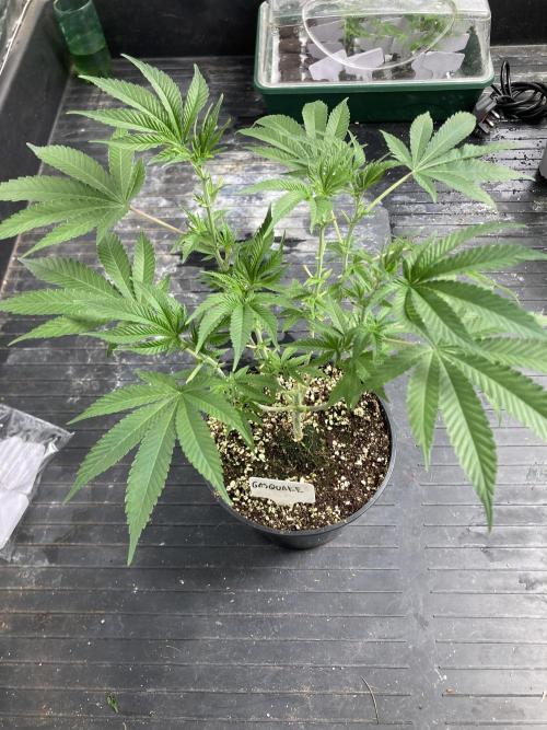 GasQuake (In House Genetics). Week 9
