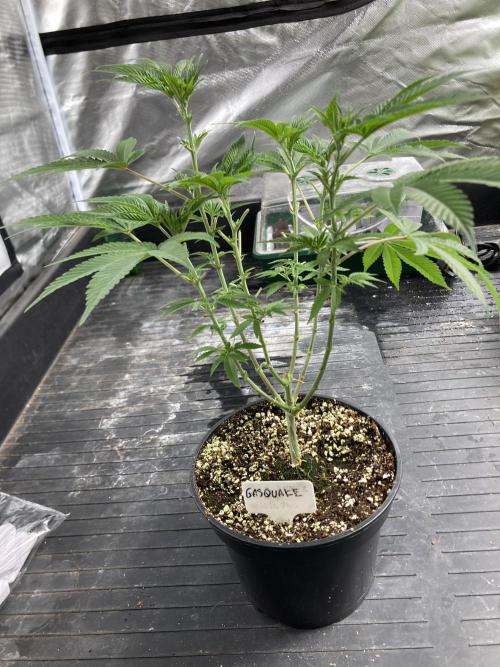GasQuake (In House Genetics). Week 9
