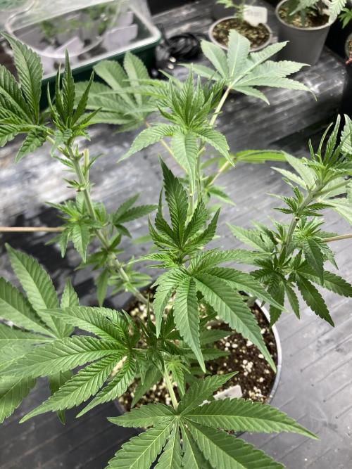 GasQuake (In House Genetics). Week 9