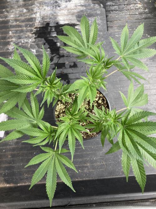 Gasquake. Week 9