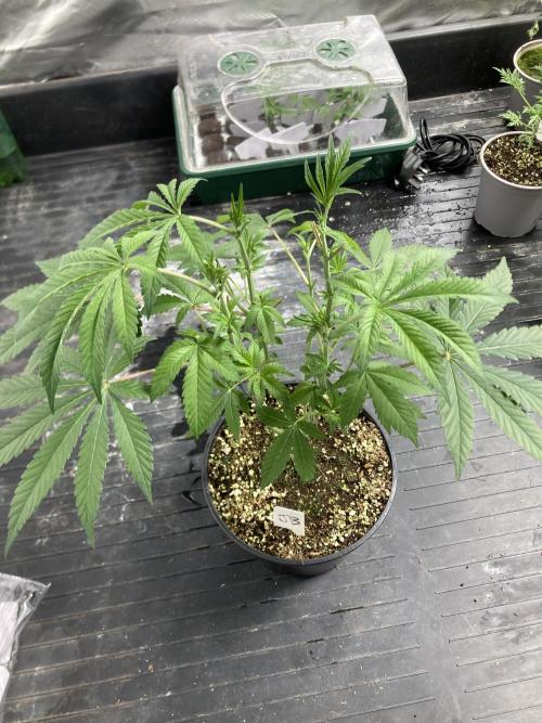 Jelly Breath S1. Week 9