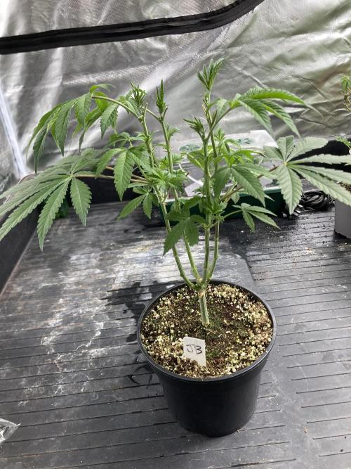 Jelly Breath S1. Week 9