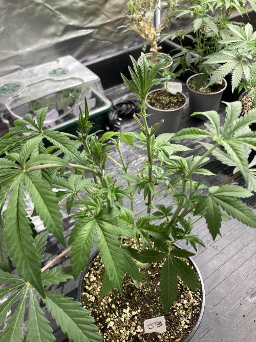 Jelly Breath S1. Week 9