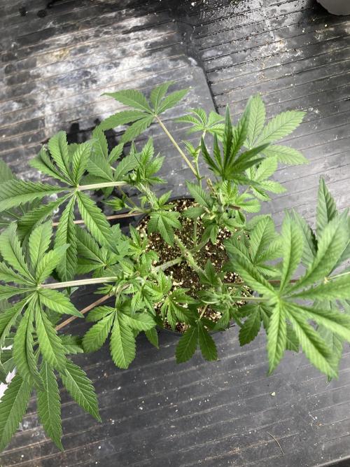 Jelly Breath S1. Week 9