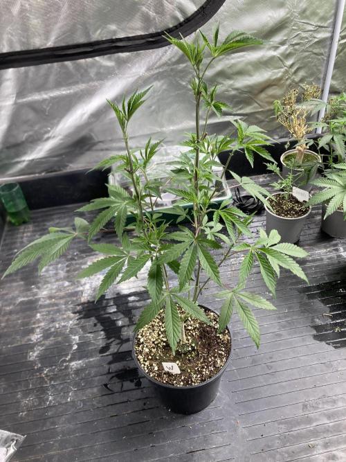 Windu (Wizard Trees). Week 9