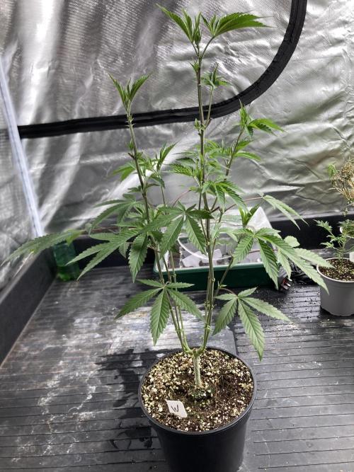 Windu (Wizard Trees). Week 9