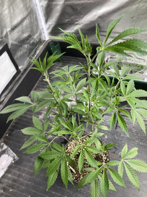 Windu (Wizard Trees). Week 9