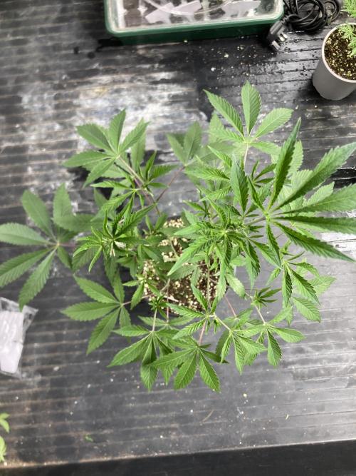 Windu. Week 9