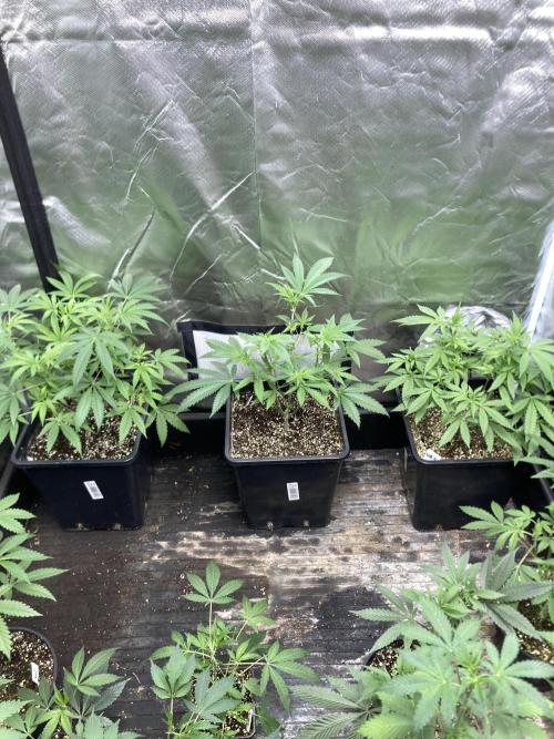 White Rhino (Green House Seeds). Week 9