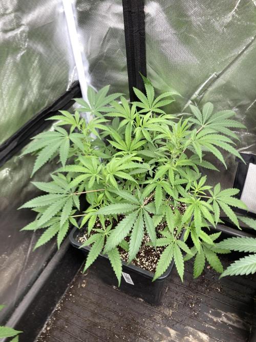 White Rhino (Green House Seeds). Week 9