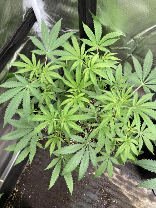 White Rhino (Green House Seeds). Week 9