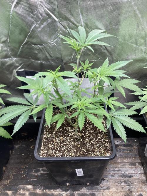 White Rhino (Green House Seeds). Week 9