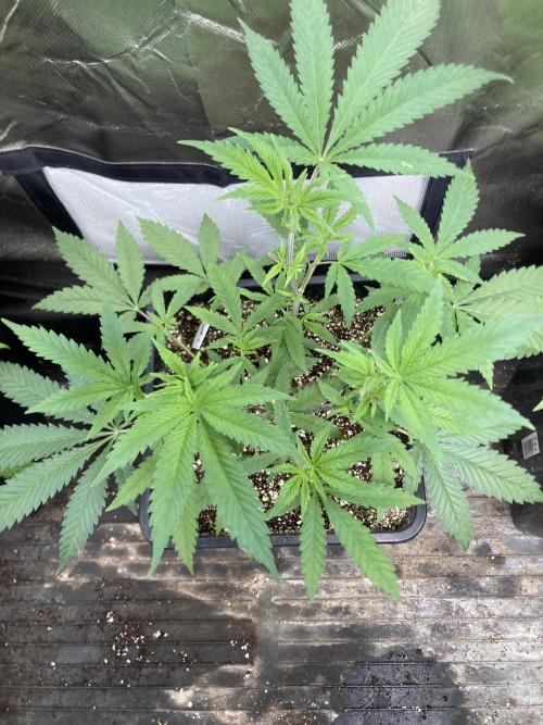 White Rhino (Green House Seeds). Week 9